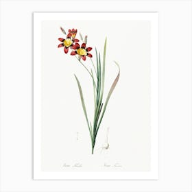 Ixia Tricolor Illustration, Pierre Joseph Redoute Art Print