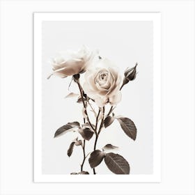 White Roses Art Print