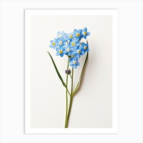 Pressed Wildflower Botanical Art Forget Me Not 2 Art Print