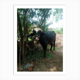 Cow In A Field Art Print