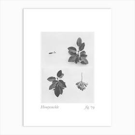 Honeysuckle Botanical Collage 1 Art Print