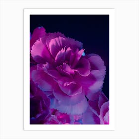 Carnations 2 Art Print