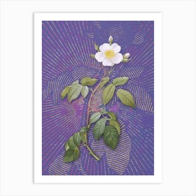 Vintage Big Leaved Climbing Rose Botanical Illustration on Veri Peri n.0931 Art Print