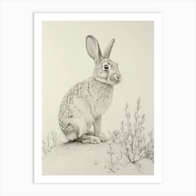 Jersey Wooly Rabbit Drawing 4 Art Print