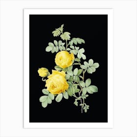 Vintage Sulphur Rose Botanical Illustration on Solid Black n.0594 Art Print