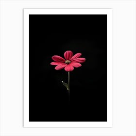 Single Red Flower On Black Background 2 Art Print