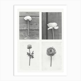Ranunculus Flower Photo Collage 2 Art Print