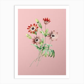 Vintage Broad Leaved Anemone Botanical on Soft Pink n.0075 Art Print