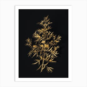 Vintage Boronia Pinnata Botanical in Gold on Black Art Print