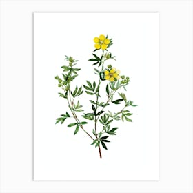 Vintage Yellow Buttercup Flowers Botanical Illustration on Pure White n.0103 Art Print