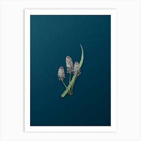 Vintage Meadow Squill Flower Botanical Art on Teal Blue n.0579 Art Print