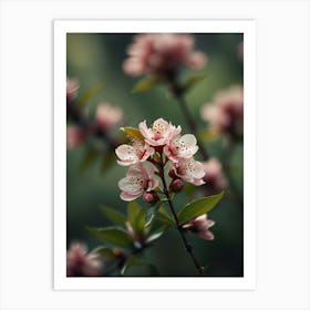 Cherry Blossoms 44 Art Print