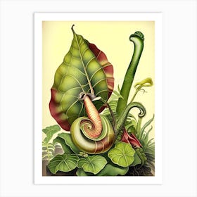 Malaysian Trumpet Snail  Botanical Art Print