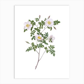 Vintage White Candolle's Rose Botanical Illustration on Pure White n.0808 Art Print