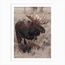 Meadow Moose Art Print