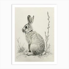 Californian Rabbit Drawing 3 Art Print