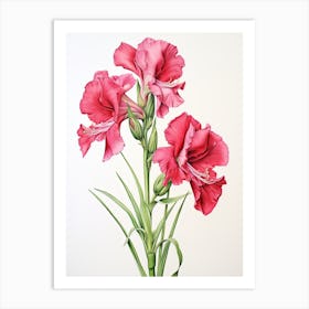 Gladiolus Flower Vintage Botanical 3 Art Print