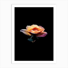 Rose On A Black Background 17 Art Print