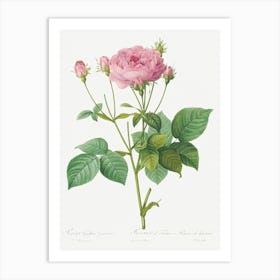 Rosa Gallica Granules, Pierre Joseph Redoute Art Print