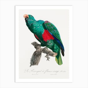 The Eclectus Parrot, From Natural History Of Parrots, Francois Levaillant Art Print