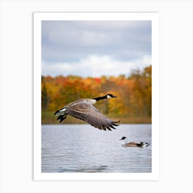 Canadian Geese In Flight 3 Art Print