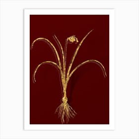 Vintage Brimeura Botanical in Gold on Red n.0171 Art Print
