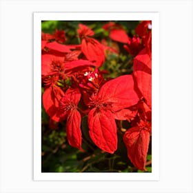 Red quisqualls plant flowers Art Print