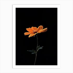 Single Flower On A Black Background 1 Art Print