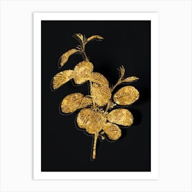 Vintage Alpine Buckthorn Plant Botanical in Gold on Black n.0128 Art Print