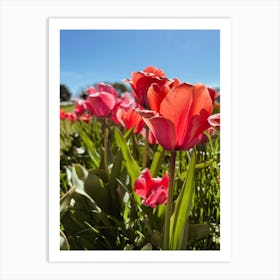 Red Tulips Art Print