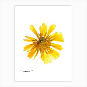 Yellow Daisy Art Print