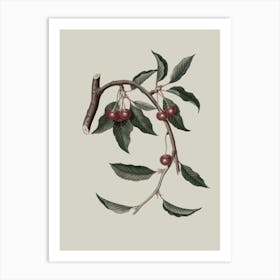 Cherry Branch 6 Art Print