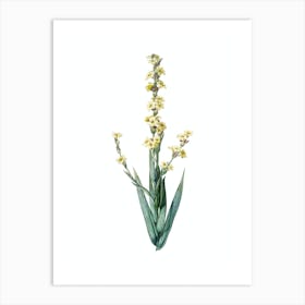 Vintage Pale Yellow Eyed Grass Botanical Illustration on Pure White n.0933 Art Print