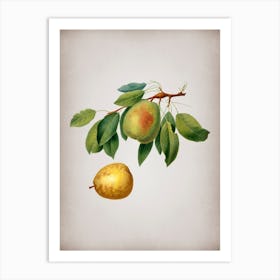 Vintage Pear Botanical on Parchment n.0809 Art Print