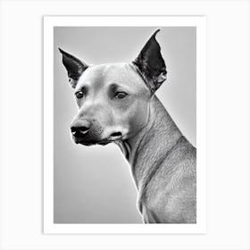 Xoloitzcuintli B&W Pencil Dog Art Print