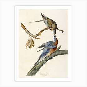 Passenger Pigeon, John James Audubon Art Print