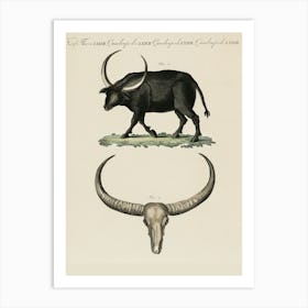 Oxen animal Art Print