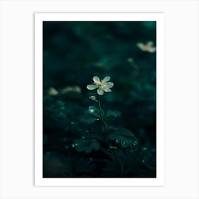 White Flower In The Dark 21 Art Print