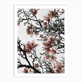 Beautiful Blush Magnolia Art Print