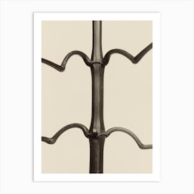 Impatiens Glandulifera, Karl Blossfeldt Art Print