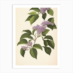 Lilac Vintage Botanical Flower Art Print