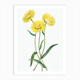 Yellow Daisy 1 Art Print