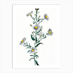 Chamomile 1 Art Print