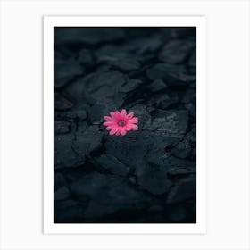 Pink Flower In The Sand Art Print