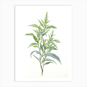 Lemon Verbena Vintage Botanical Herbs 1 Art Print