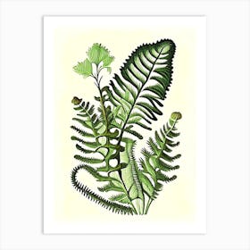 Tripinnatifid Spleenwort 1 Vintage Botanical Poster Art Print