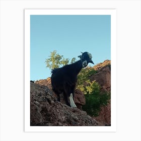 Goat On A Rock Art Print