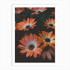 Orange Daisies Art Print