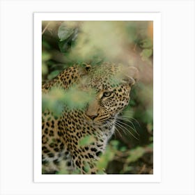 Leopard In The Bush Kenya  Art Print