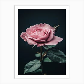 Pink Rose 80 Affiche